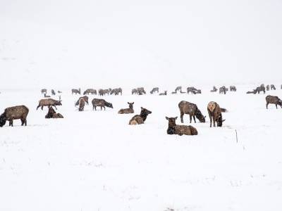 WY16w3-Elk Refuge in a Blizzard
