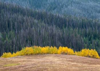 WY18f17-Teton Bridger Nat Forest-Flagstaff Road-Aspen Crown