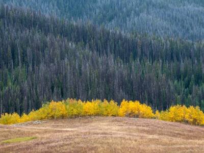 WY18f17-Teton Bridger Nat Forest-Flagstaff Road-Aspen Crown