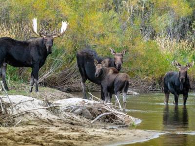 WY18f28-Moose Family, Teton River, ID