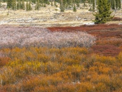 WY22f-5-Late-Fall-Foliage-Dubois-WY