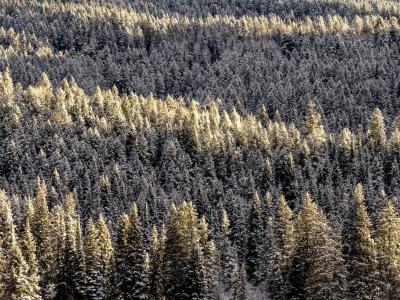 WYf23-39-Highlighted-Evergreen-Rows-in-Teton-Canyon_DSC0933-wk-copy