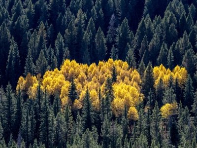 WYf24-3-Aspen-in-Hoback-