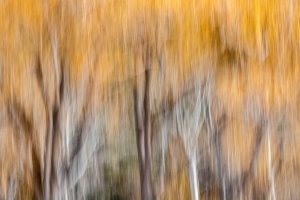 MTw20-7-Winter-Willow-Foliage-Paradise-Valley-MT