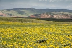 WY14sp19-Wyoming Hills