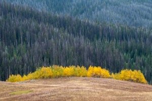 WY18f17-Teton Bridger Nat Forest-Flagstaff Road-Aspen Crown
