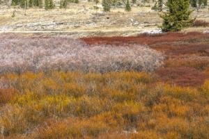 WY22f-5-Late-Fall-Foliage-Dubois-WY