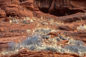WYf24-12-Red-Rock-and-Sage-with-Two-Deer-Red-Canyon-near-Lander-WY