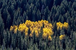 WYf24-3-Aspen-in-Hoback-