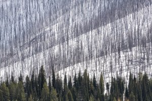 WYsp21-1-Roosevelt-Fire