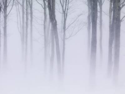 SLw344 Mosher Hill Winter Storm - Ghost Trees