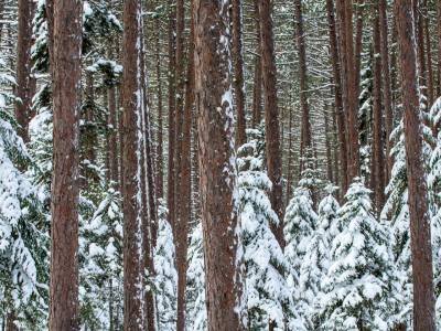 SLw351 Cathedral Pines in Snow