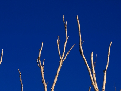 SLw71 Birch Branches-Blue Sky