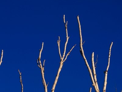 SLw71 Birch Branches-Blue Sky