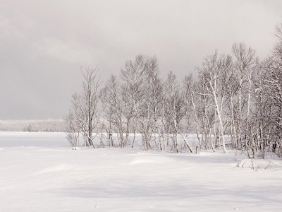 MHTw32 Snowy Birch Point