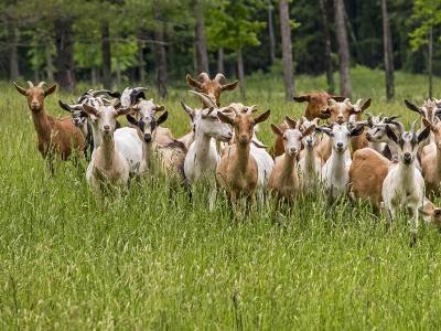 DXCsp9 Class Photo-Dexter, Maine Goats