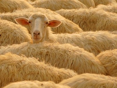 Ef12 Tuscan Sheep