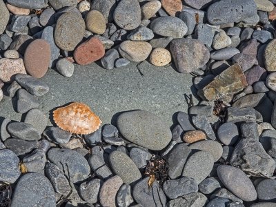 DECsp30p Rocks and Crabshell - Bog Brook Cove Preserve-Moose Cove