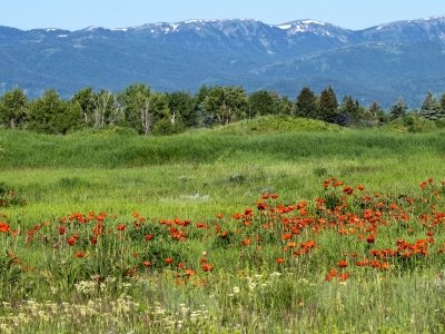 IDsp23-32-Poppies-on-Ski-Hill-Road