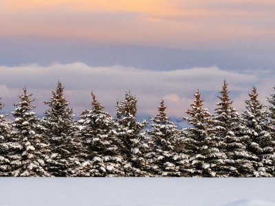 IDw21-131-Evergreen-Row-on-Jackpine-Road
