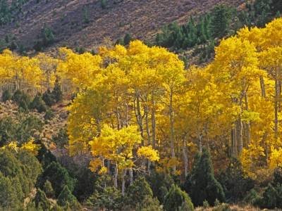 Brilliant Aspen, Flaming Gorge, Utah - UTp1