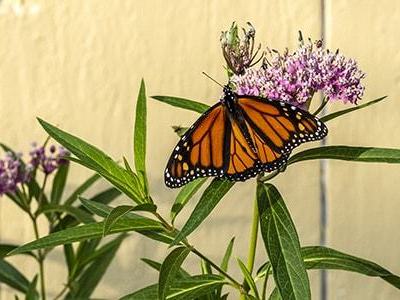 KFsu121-Monarch-Butterfly-on-Milkweed