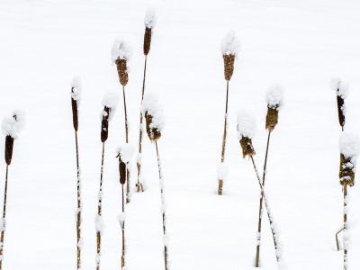NPw69-Fifteen-Cat-Tails-in-Snow-