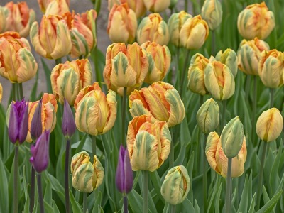 POsp413peony-tulipswith-purplecropped-DSC0692