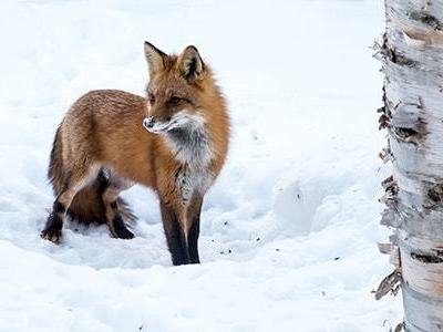 SLA35-Fox