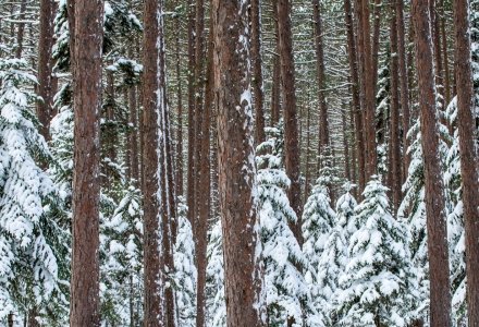 SLw351 Cathedral Pines in Snow