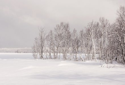 MHTw32 Snowy Birch Point
