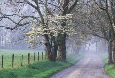 SMsp10 Upper Sparks Lane, Cades Cove; Smokey Mountain National Park, Tennessee