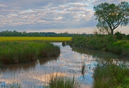 NTsp6 Tree on the Natchez Trace