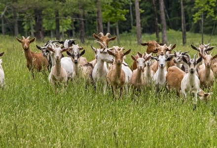 DXCsp9 Class Photo-Dexter, Maine Goats