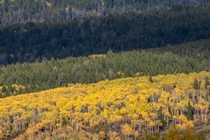 IDf25-19-Banded-Landscape-below-Grand-Targhee, Driggs, Idaho