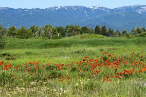 IDsp23-32-Poppies-on-Ski-Hill-Road
