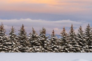 IDw21-131-Evergreen-Row-on-Jackpine-Road