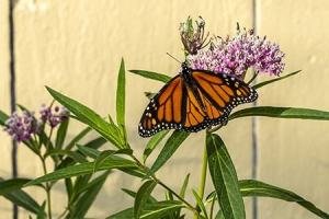 KFsu121-Monarch-Butterfly-on-Milkweed
