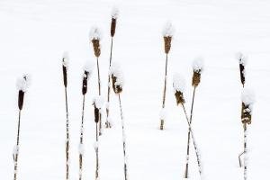 NPw69-Fifteen-Cat-Tails-in-Snow-