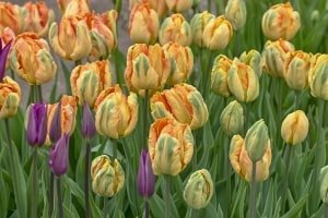 POsp413peony-tulipswith-purplecropped-DSC0692