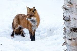 SLA35-Fox
