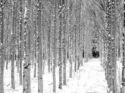 CANw10-Lined-up-Trees