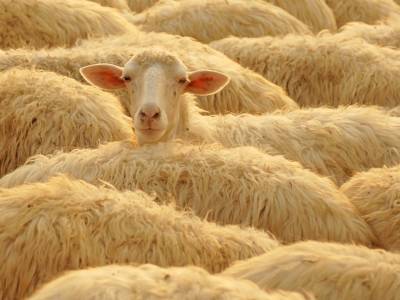 Tuscan Sheep, Montepulciano, Italy - Ef12