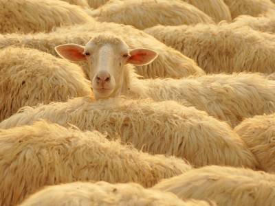 Tuscan Sheep, Montepulciano, Italy - Ef12