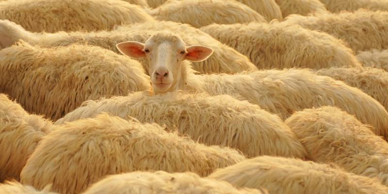 Tuscan Sheep, Montepulciano, Italy - Ef12