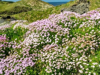 IRsp50-2022-Sea-Pinks-Cliff-of-Moher-Ireland