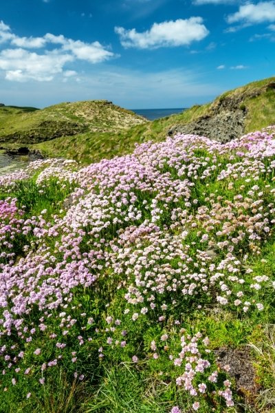 IRsp50-2022-Sea-Pinks-Cliff-of-Moher-Ireland