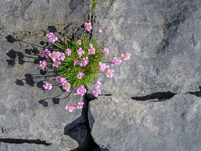IRsp59-2022-Sea-Pink-Doolin-Beach-Ireland