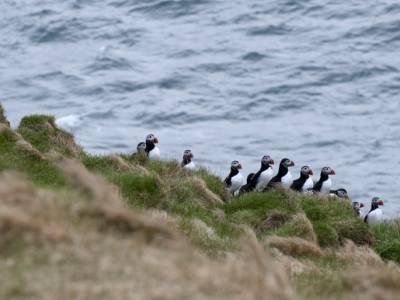 Puffins, Heimaey Island, Iceland- Ilsp47