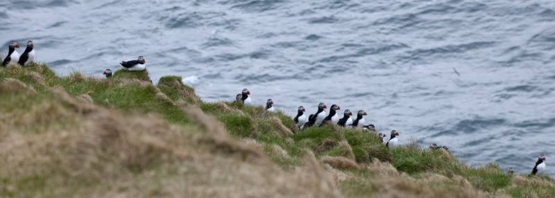 Puffins, Heimaey Island, Iceland- Ilsp47
